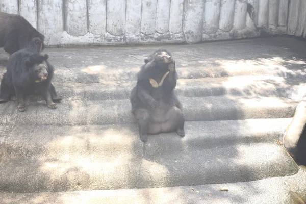 亚洲黑熊