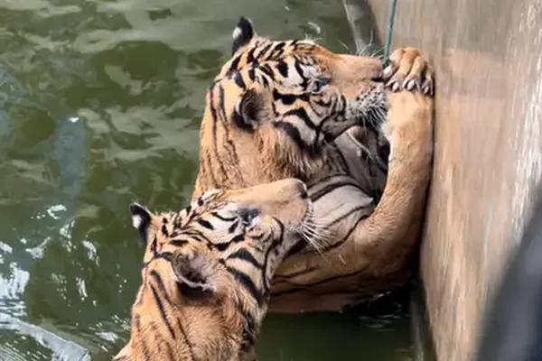 老虎