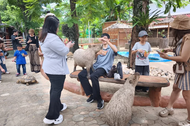 ใกล้ชิดคาปิบาร่า