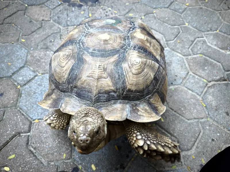 เต่า